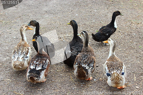 Image of Flight of ducks