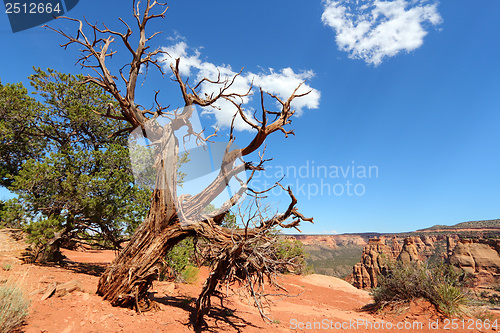 Image of Colorado National Monument