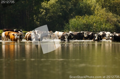 Image of Cow on a field