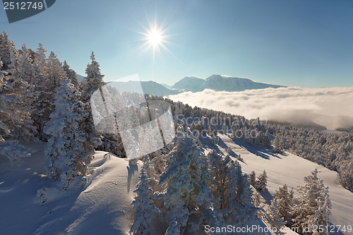 Image of Winter Landscape