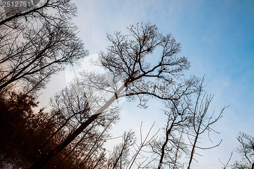 Image of Bare trees