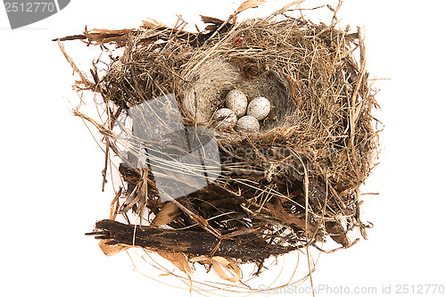 Image of Detail of bird eggs in nest
