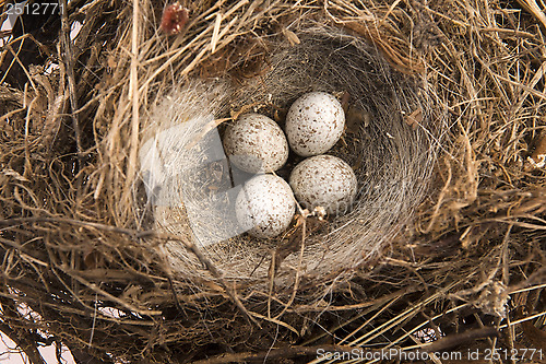 Image of Detail of bird eggs in nest