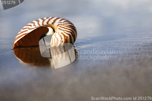 Image of Beach Nautilus