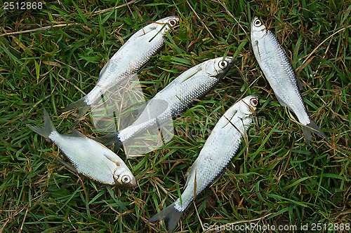 Image of Fish caught in the river, lying on the grass..
