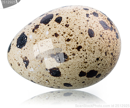 Image of A single quail's egg