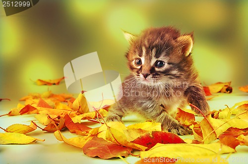 Image of small 20 days old  kitten in autumn leaves