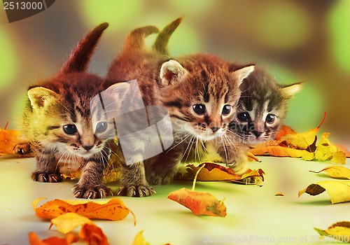 Image of group of small  kittens in autumn leaves