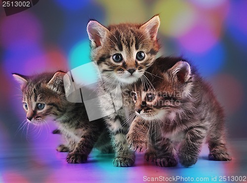 Image of group of cute little kittens