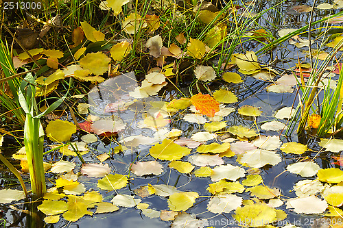 Image of Fallen from the trees, the leaves on the surface of the water in