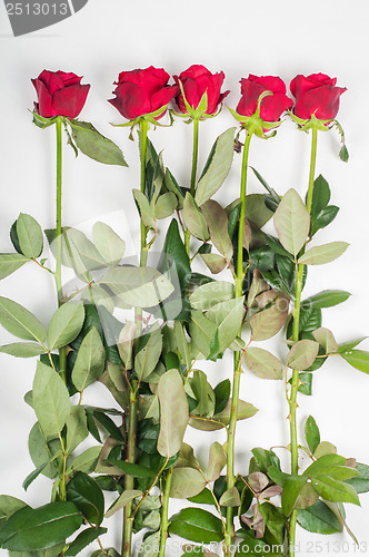 Image of Red roses