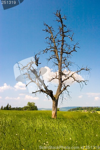 Image of Tree