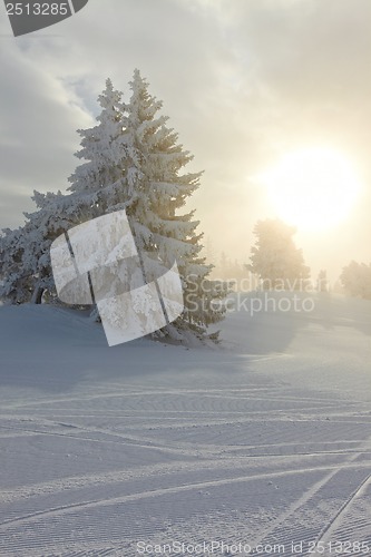 Image of Winter forest