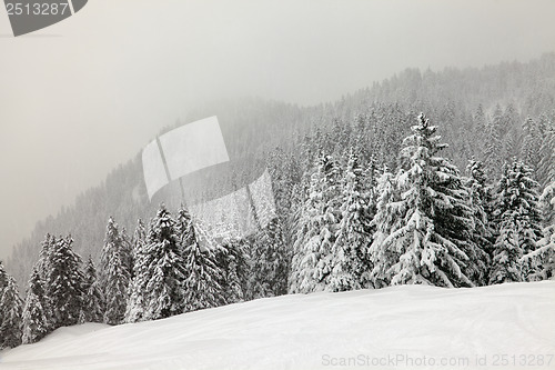 Image of Winter forest