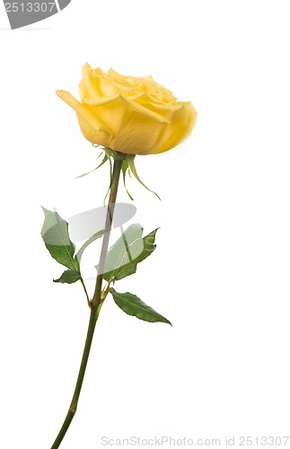 Image of beautiful yellow rose