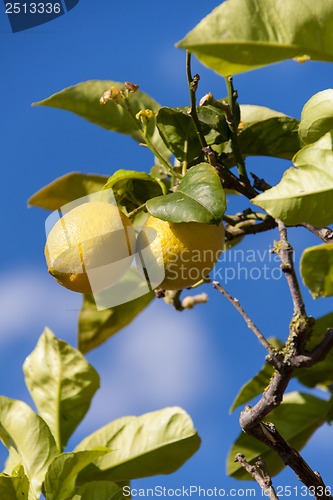 Image of fresh lemons on lemon tree blue sky nature summer