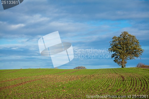 Image of beautiful landscape of green farmland and blue sky