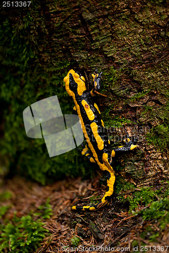 Image of fire salamander salamandra closeup in forest outdoor