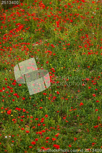 Image of beautiful poppy field in red and green landscape 