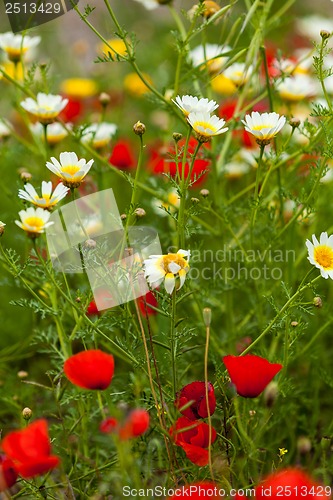 Image of beautiful poppy field in red and green landscape 