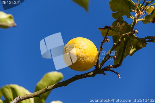 Image of fresh lemons on lemon tree blue sky nature summer