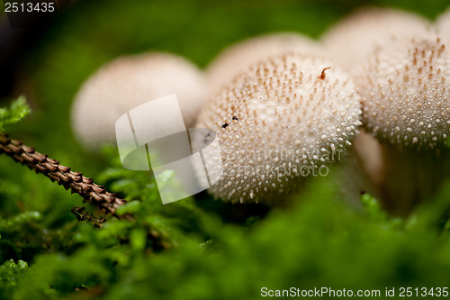 Image of brown mushroom autumn outdoor macro closeup 