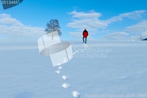 Image of beautiful sunny landscape in winter with blue sky