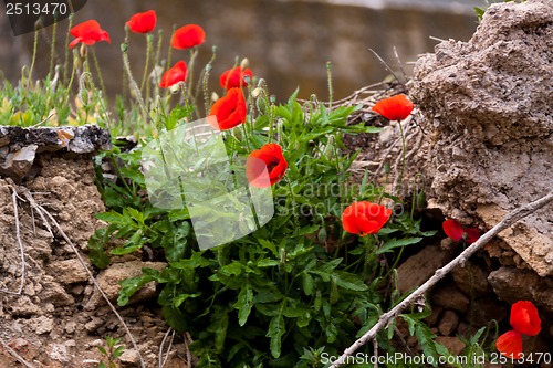 Image of beautiful poppy field in red and green landscape 