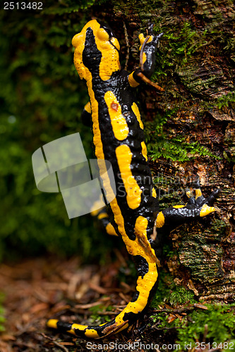 Image of fire salamander salamandra closeup in forest outdoor