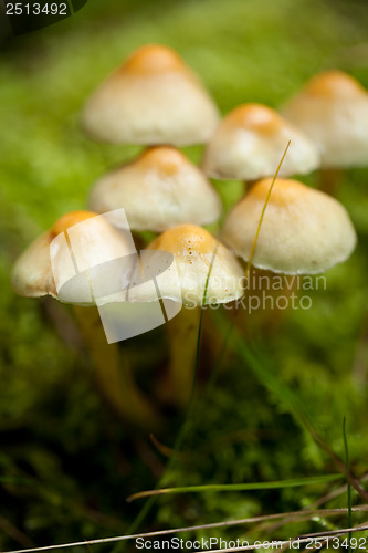 Image of brown mushroom autumn outdoor macro closeup 