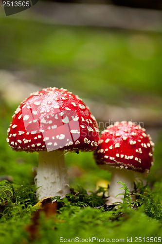 Image of agaric amanita muscaia mushroom detail in forest autumn 