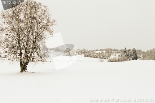 Image of forest and field  winter landscape