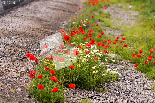Image of beautiful poppy field in red and green landscape 