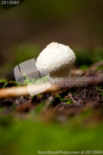 Image of brown mushroom autumn outdoor macro closeup 