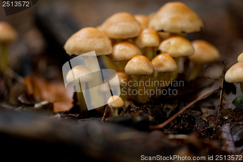 Image of brown mushroom autumn outdoor macro closeup 