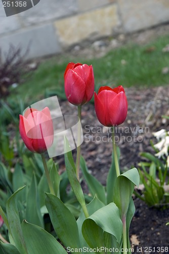 Image of Tulips