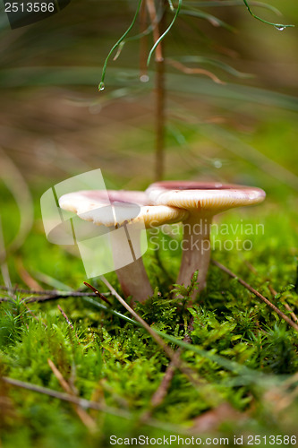 Image of brown mushroom autumn outdoor macro closeup 