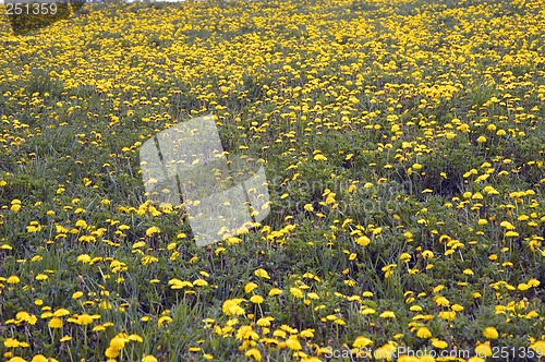 Image of Spring flowers