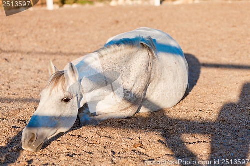 Image of beautiful pura raza espanola pre andalusian horse