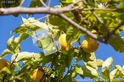 Image of fresh lemons on lemon tree blue sky nature summer