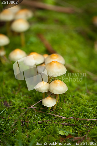 Image of brown mushroom autumn outdoor macro closeup 