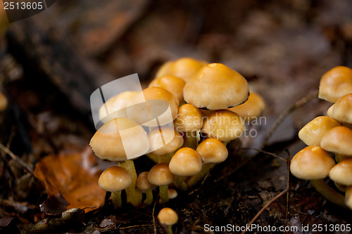 Image of brown mushroom autumn outdoor macro closeup 