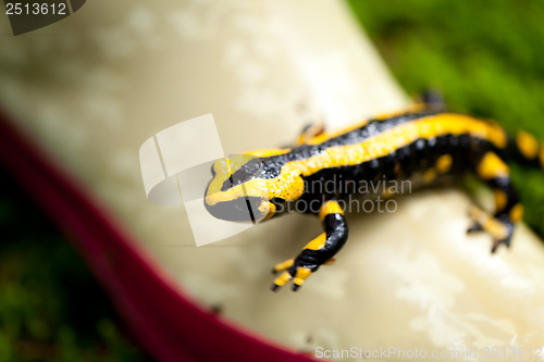 Image of fire salamander salamandra closeup in forest outdoor