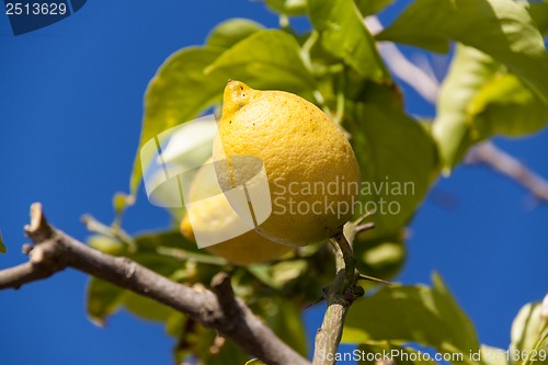 Image of fresh lemons on lemon tree blue sky nature summer