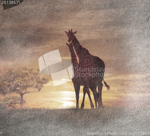 Image of Two Giraffes At The Sunset 