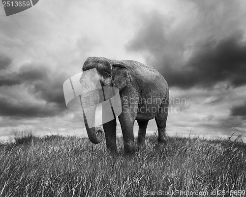 Image of Elephant 