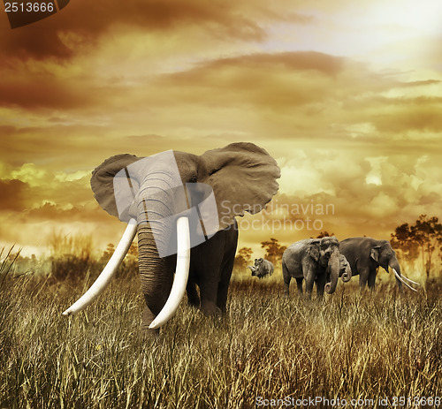 Image of Elephants At Sunset 