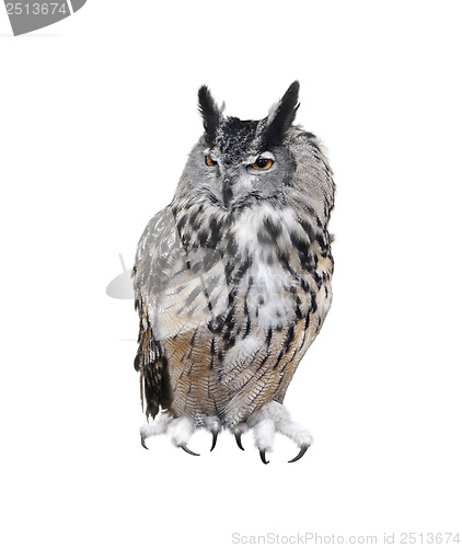 Image of Great Horned Owl