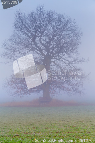 Image of cold misty morning with tree