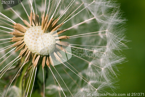 Image of Fluff ball